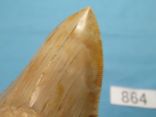 ◆化石 サメの歯◆メガロドン◆インドネシア◆10.6cm◆No.864◆送料無料_画像5