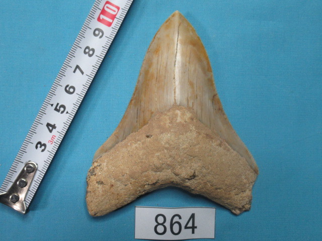 ◆化石 サメの歯◆メガロドン◆インドネシア◆10.6cm◆No.864◆送料無料_画像1
