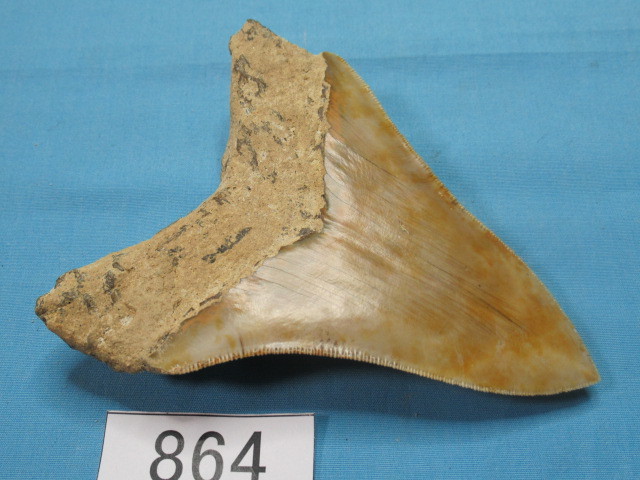 ◆化石 サメの歯◆メガロドン◆インドネシア◆10.6cm◆No.864◆送料無料_画像8