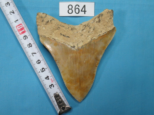 ◆化石 サメの歯◆メガロドン◆インドネシア◆10.6cm◆No.864◆送料無料_画像2
