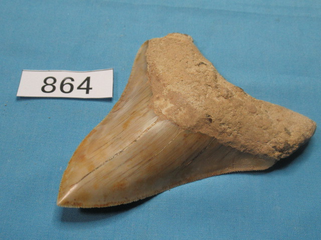 ◆化石 サメの歯◆メガロドン◆インドネシア◆10.6cm◆No.864◆送料無料_画像7