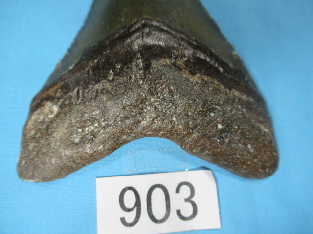 ◆化石 サメの歯◆メガロドン◆アメリカ◆8.8cm◆No.903◆送料無料_画像7