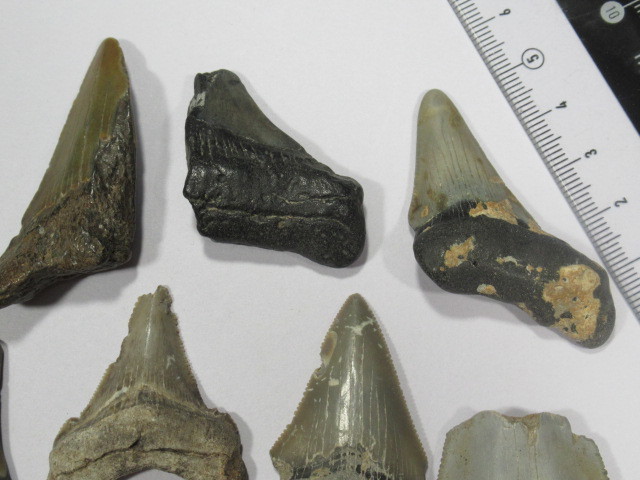 ◆メガロドンの歯の化石 10個◆サメの歯◆アメリカ◆No.877◆送料無料_画像5