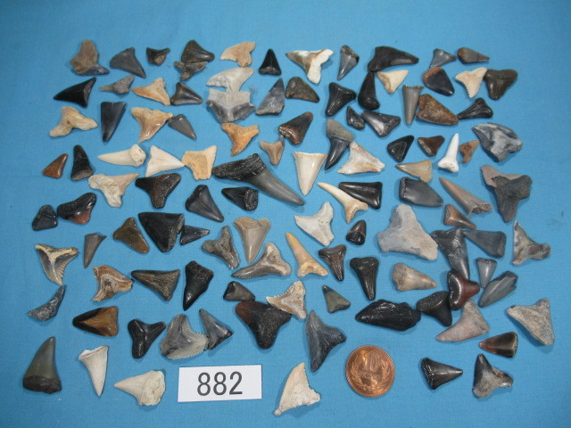 ◆サメの歯の化石ミックス◆110個◆No.882◆送料無料_画像1