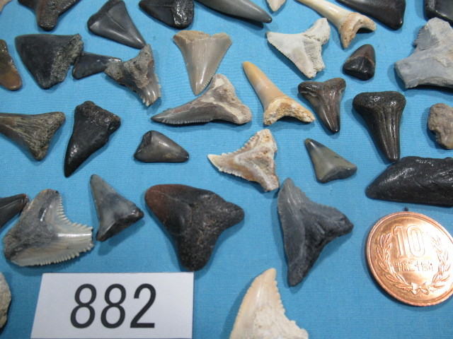 ◆サメの歯の化石ミックス◆110個◆No.882◆送料無料_画像8