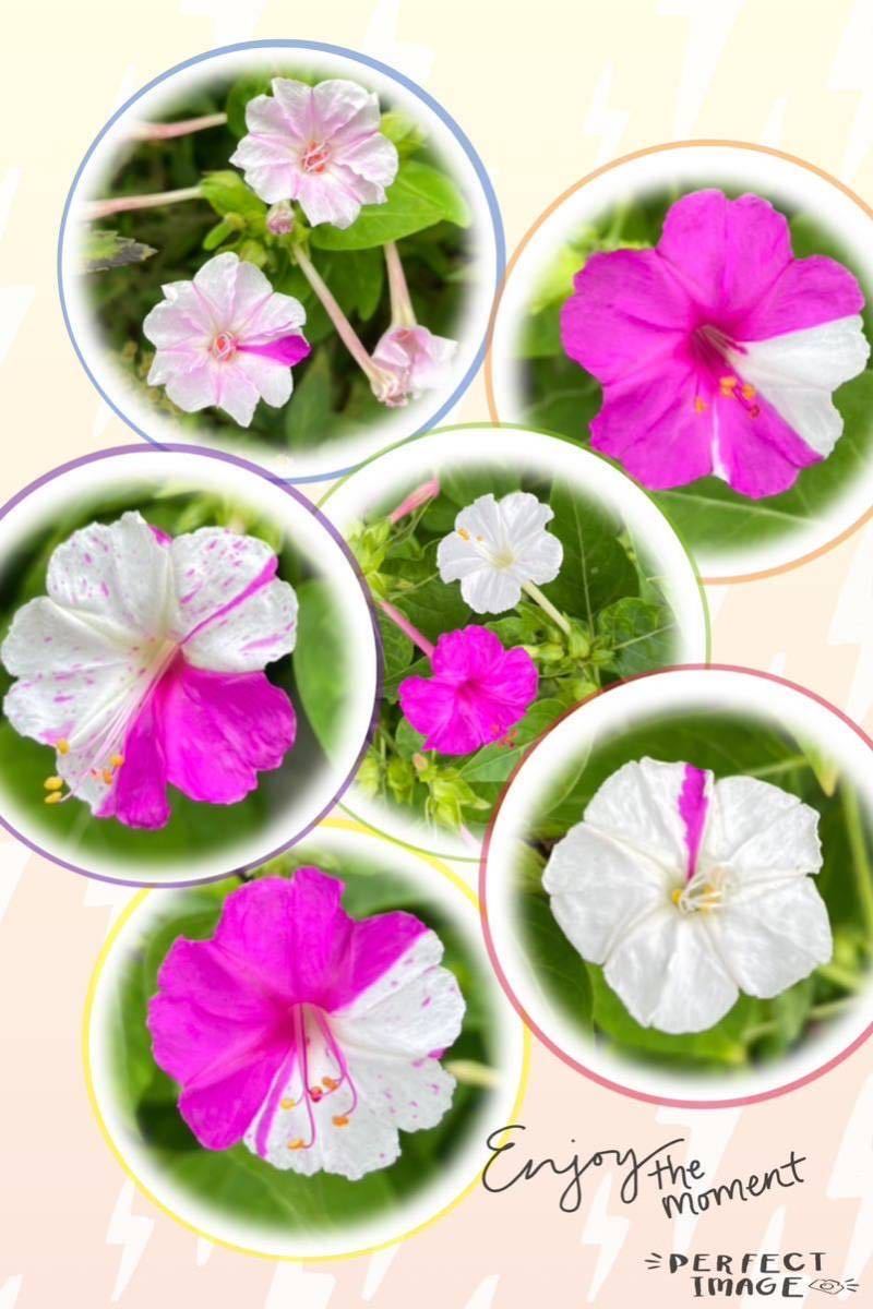 おしろい花の種 20粒 ピンク×白 絞り咲き 単色 白粉花 オシロイバナの画像1