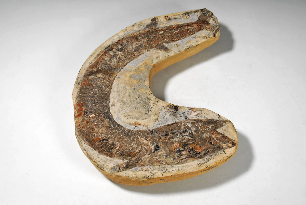 【化石】　古代魚　深海魚　縦横31×27㎝　約4.7kg　●　標本　天然石　231224-4_画像2