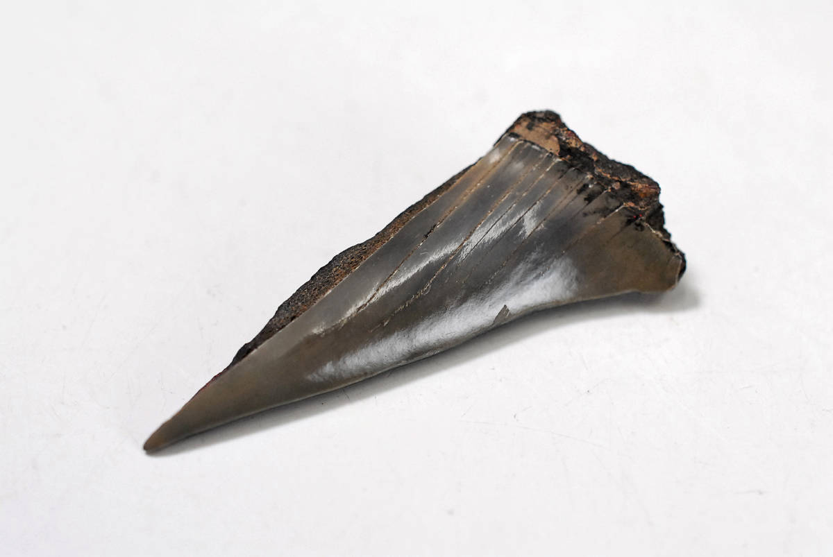 【化石】　モロッコ産　サメの歯 等　まとめ品　総重量：85ｇ　●　天然石　標本　231224-47_画像8