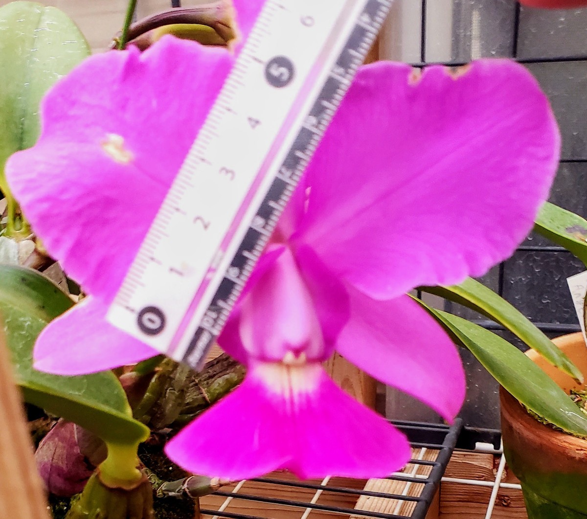 洋蘭 原種 カトレア C. walkeriana x sib. ('Joel de Silveira 洋蘭 原種 カトレア C. walkeriana x sib. ('Joel de Silveira