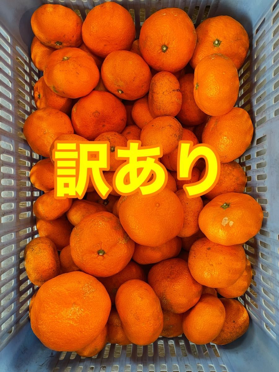 熟成みかん 箱込み10kg 農薬不使用 小田原・江の浦産 - 果物