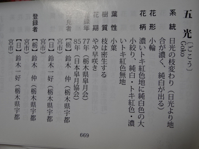 迎 春【趣味のさつき】人気品種の太物 「五 光」 樹高 41㎝　幹回り 56㎝　皐月盆栽 　_画像9