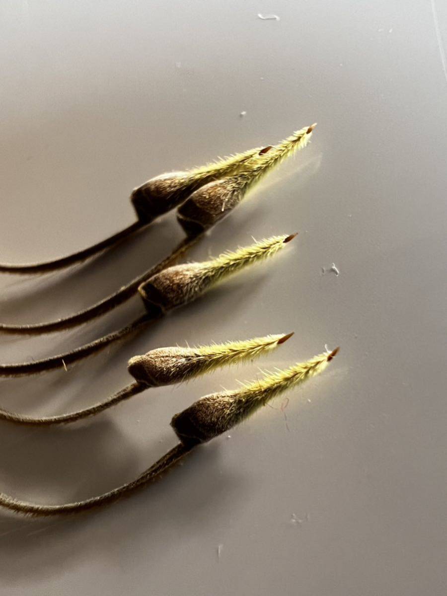 【種子】モンソニア　ムルチフィダ　採れたて種子5個　Monsonia multifida サルコカウロン_画像1