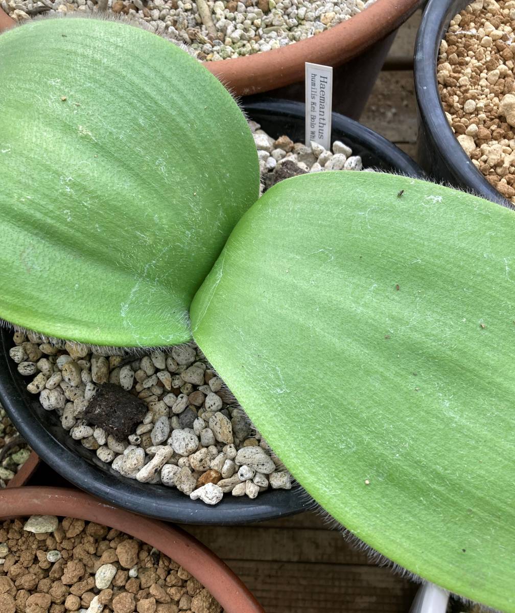 ①　ハエマンサス・フミリス　Haemanthus humilis ssp. humilis　実生苗_見本株