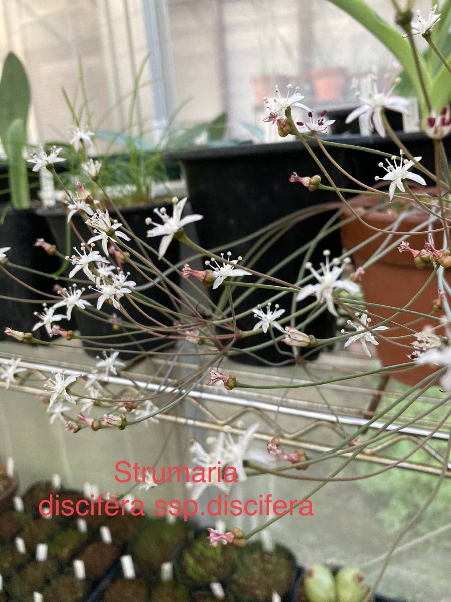 ①　ストルマリア・ディスキフェラ　Strumaria discifera （開花球）_開花例