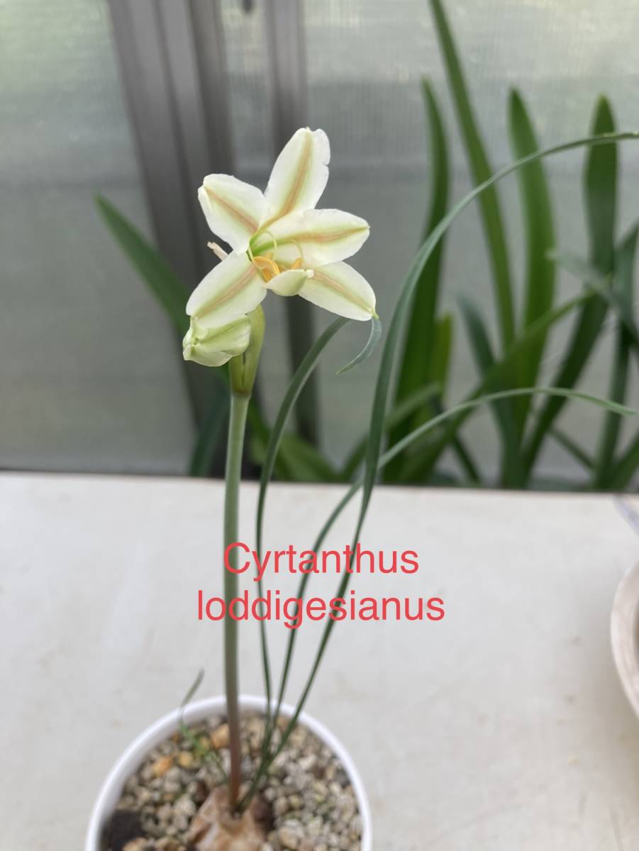 ①　キルタンサス・ロドリゲス　Cyrtanthus loddigesianus　実生苗_開花例