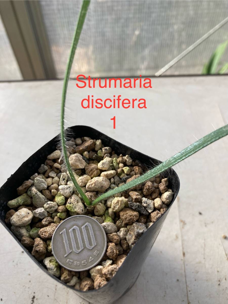 ①　ストルマリア・ディスキフェラ　Strumaria discifera （開花球）_お送りする、2.5寸プラポット植えの苗
