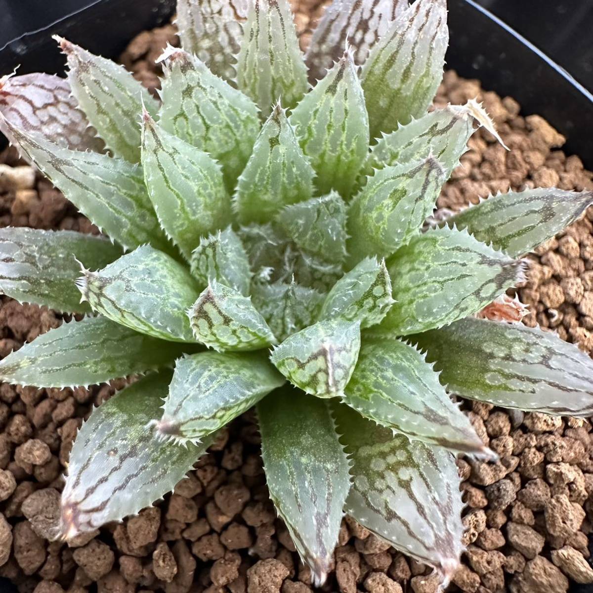 ★サボテン・多肉植物★810★ Haworthia pubescens v.livida NI (Lemoenpoort)★ハオルシア ハオルチア　リビダ_画像1