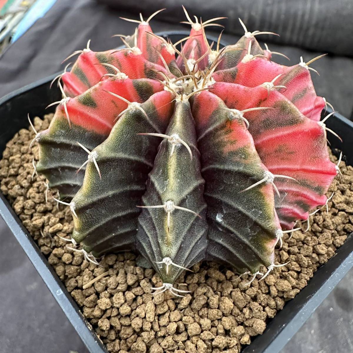 ★サボテン・多肉植物★857 ★ギムノカリキュウム 緋牡丹錦× Gymnocalycium　mihanovichii　v. friedrichii　LB2178　★ seedling_画像2