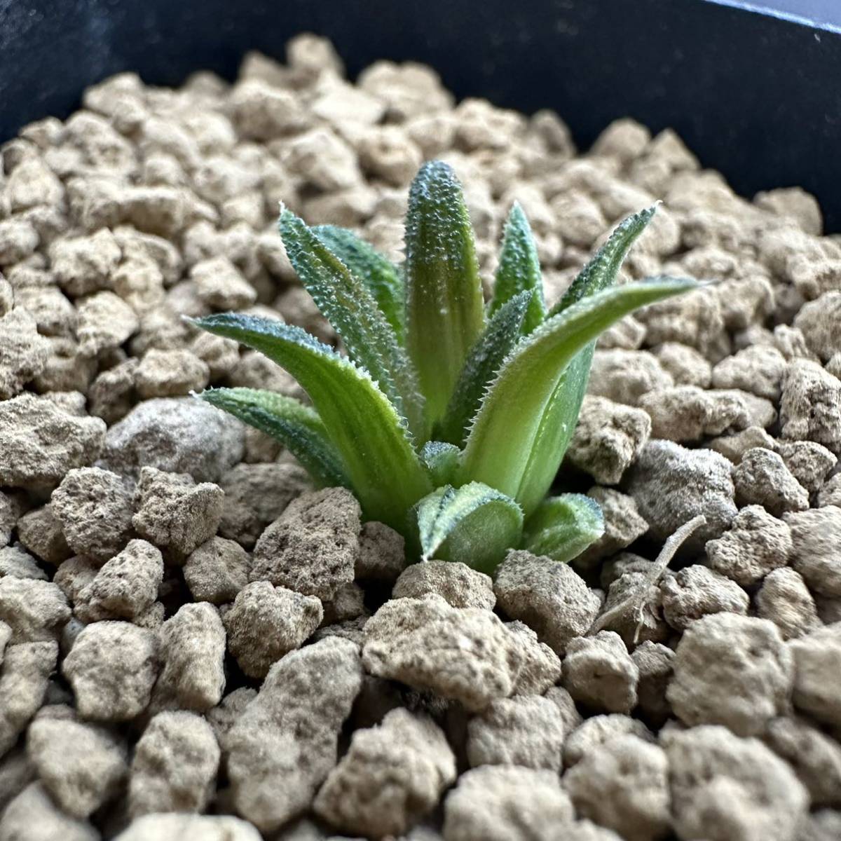 ★サボテン・多肉植物★882★ハオルシア パークシアナ錦　Haworthia parksiana varieg.★ハオルチア _画像2