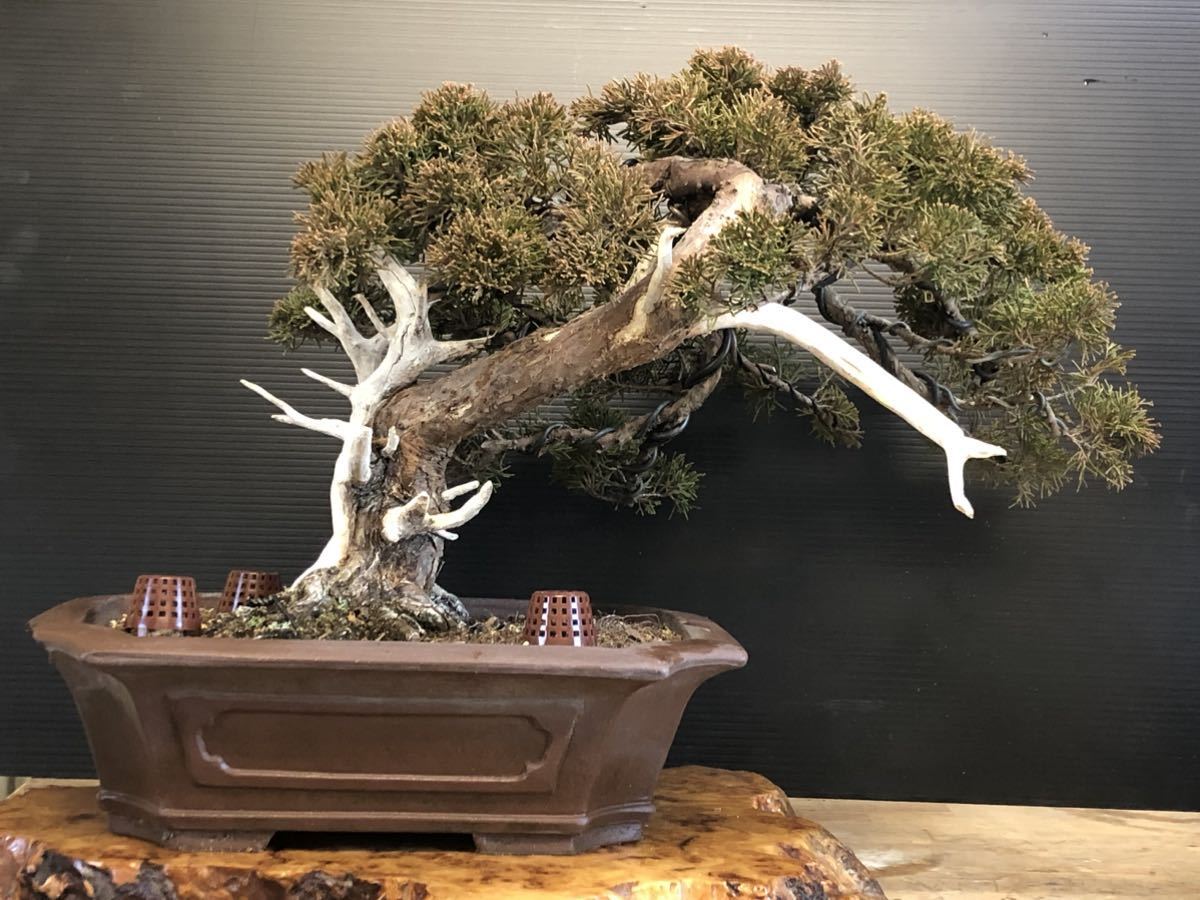 [夢のある盆栽]真柏/シンパク/鉢割れアリ/松/BONSAI_画像2