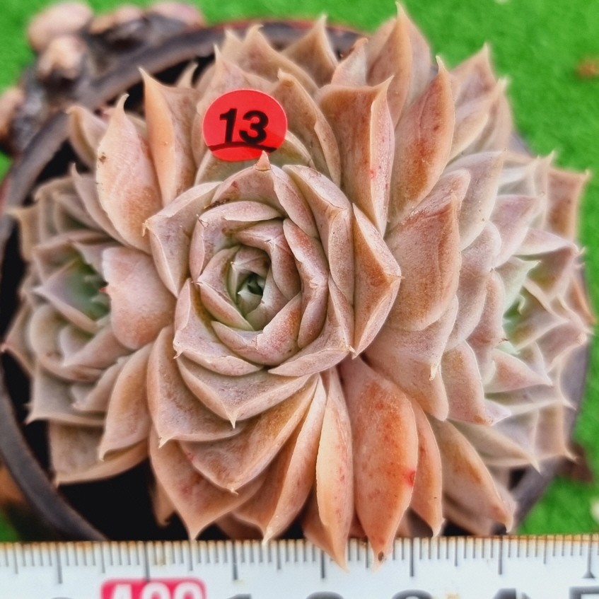 0201-R313 シムランス エケベリア 多肉植物 韓国苗_画像1