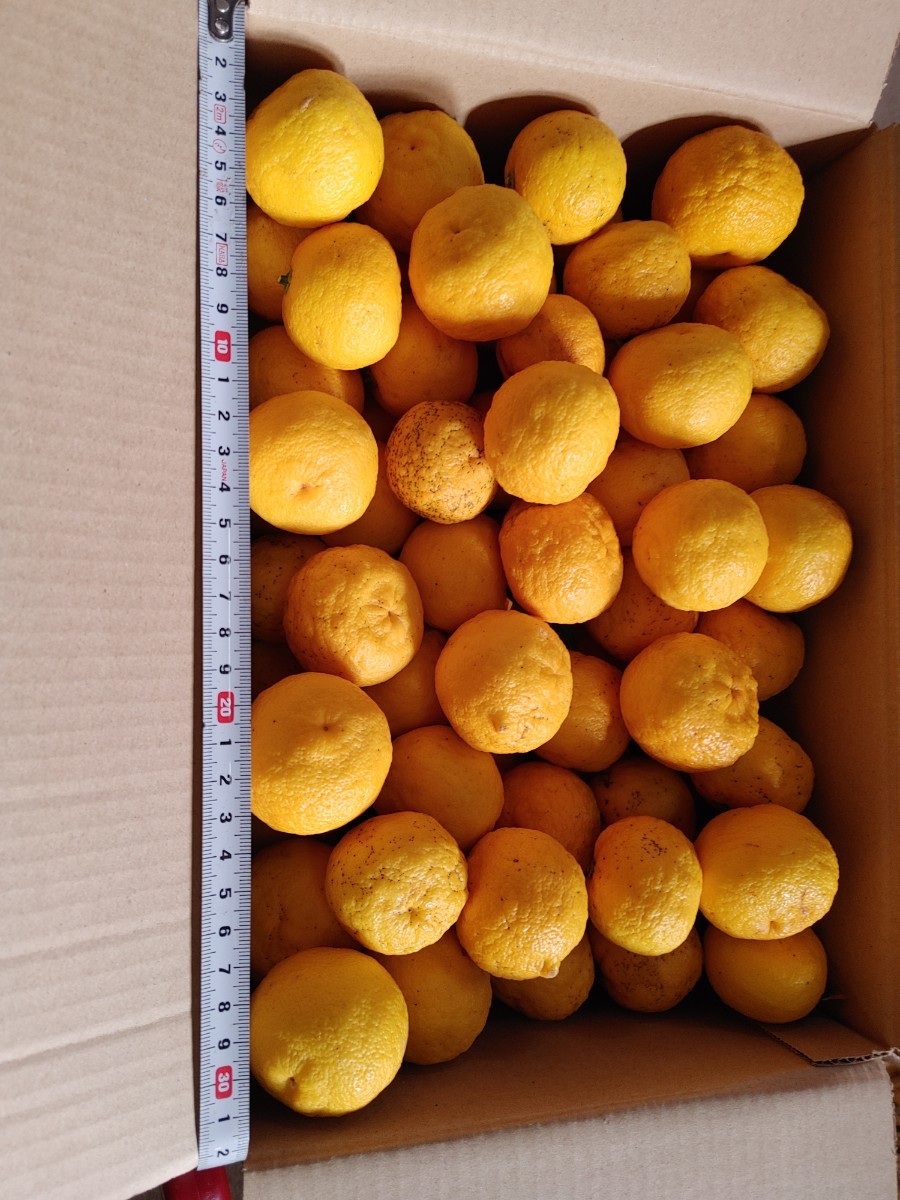 国産 無農薬 柚子 5kg 送料無料 ゆず _画像1