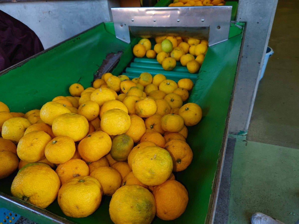 ふれあい農園の柚子果汁　無農薬　無添加　工場依頼加工720ミリ2本　安心の愛媛県産
