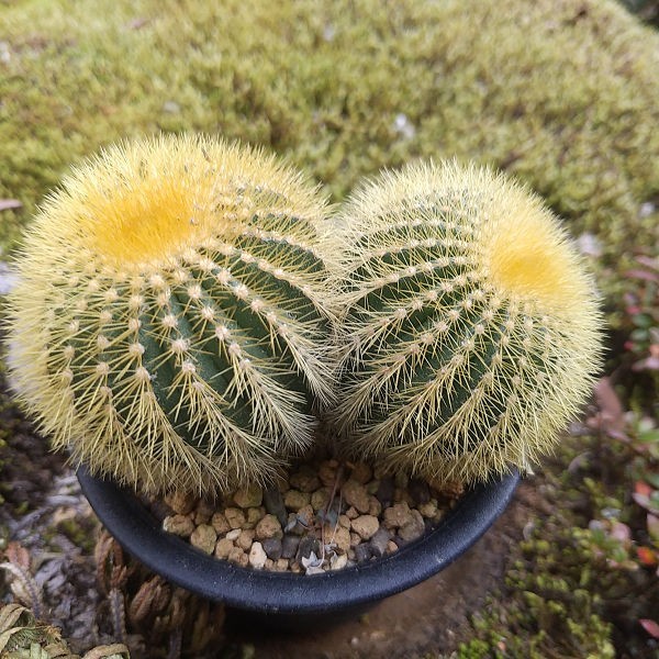 Uebelmannia pectinifera var, eriocactoides カキコ接ぎ サボテン 多肉植物_画像3