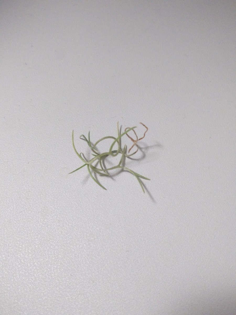 Tillandsia usneoides Miniature Form チランジア　ティランジア_画像1