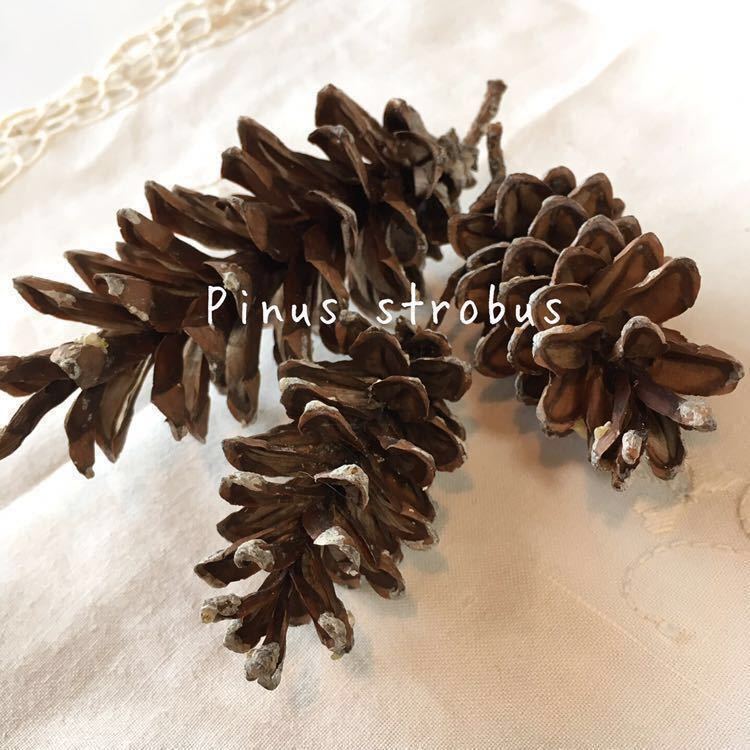 ! straw bmatsu pine .... tree. real 100 piece / nature material interior display decoration ornament lease handmade hand made!