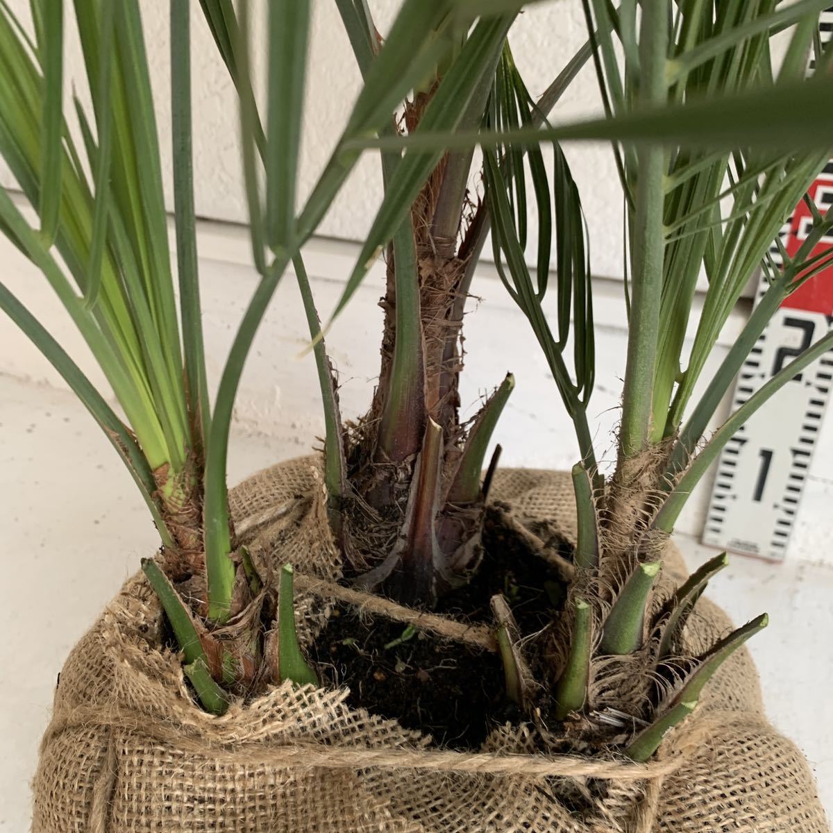  stock .. here s cocos nucifera approximately :60cm [Butia capitata/ silver cocos nucifera / silver leaf / cocos nucifera. tree / symbol tree / dracaena /3ps.@..]244390