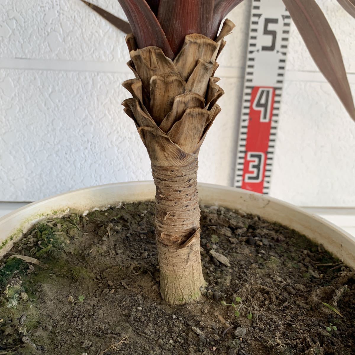  free shipping red dracaena pot approximately 70cm cocos nucifera. tree here s cocos nucifera gardening odour shu Rolland koru Gigli ne red Star 10 number pot 248416