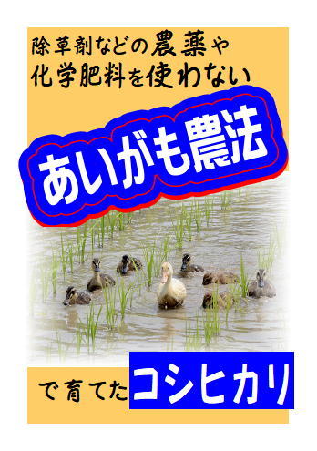 30年以上無農薬で！甚右衛門のアイガモ農法コシヒカリ玄米30kg（無農薬無肥料で栽培）知る人ぞ知る美味しい”神吉米” 2023年京都府産の画像2