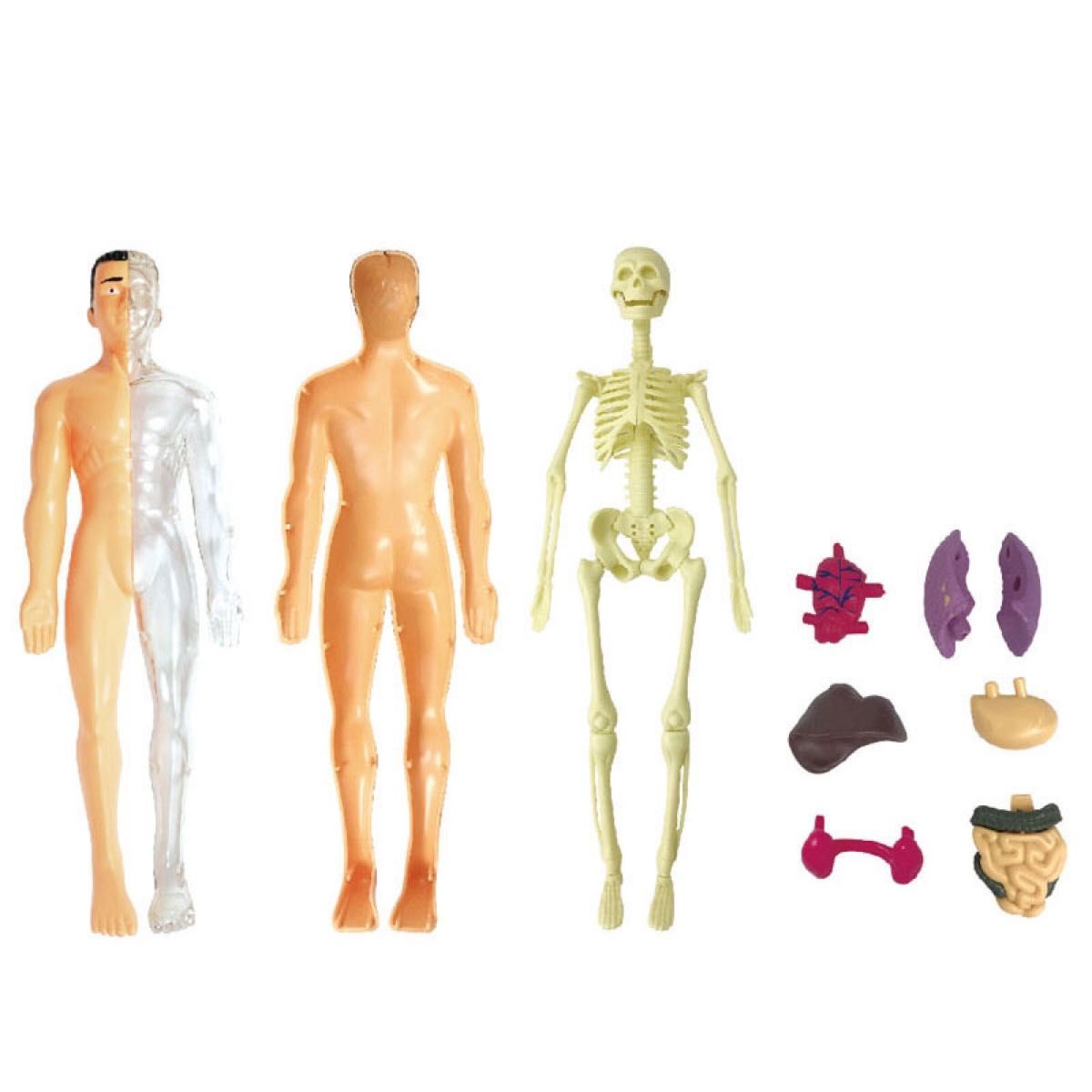 人体模型 知育玩具　パズル　おもちゃ　解剖 STEAM 教育 夏休み 自由研究　プレゼント　教材　骨格 フィギュア モデル人形