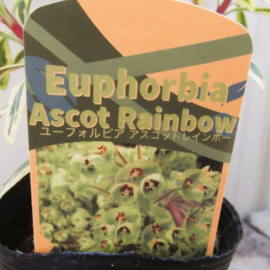 『ユーフォルビア・アスコットレインボー＊Euphorbia Ascot Rainbow』3.5号　写真同等品　複数あり_画像4