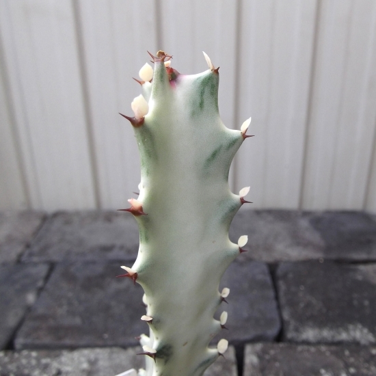 『ユーフォルビア・ホワイトゴースト＊Euphorbia lactea White Ghost』３号　写真同等品　複数あり_画像4