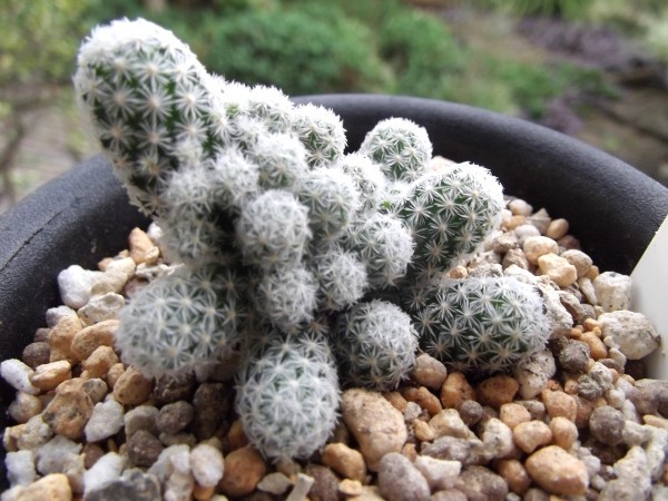 『マミラリア 銀手毬＊Mammillaria vetula ssp. gracilis』３号　写真同等品　複数あり_画像3