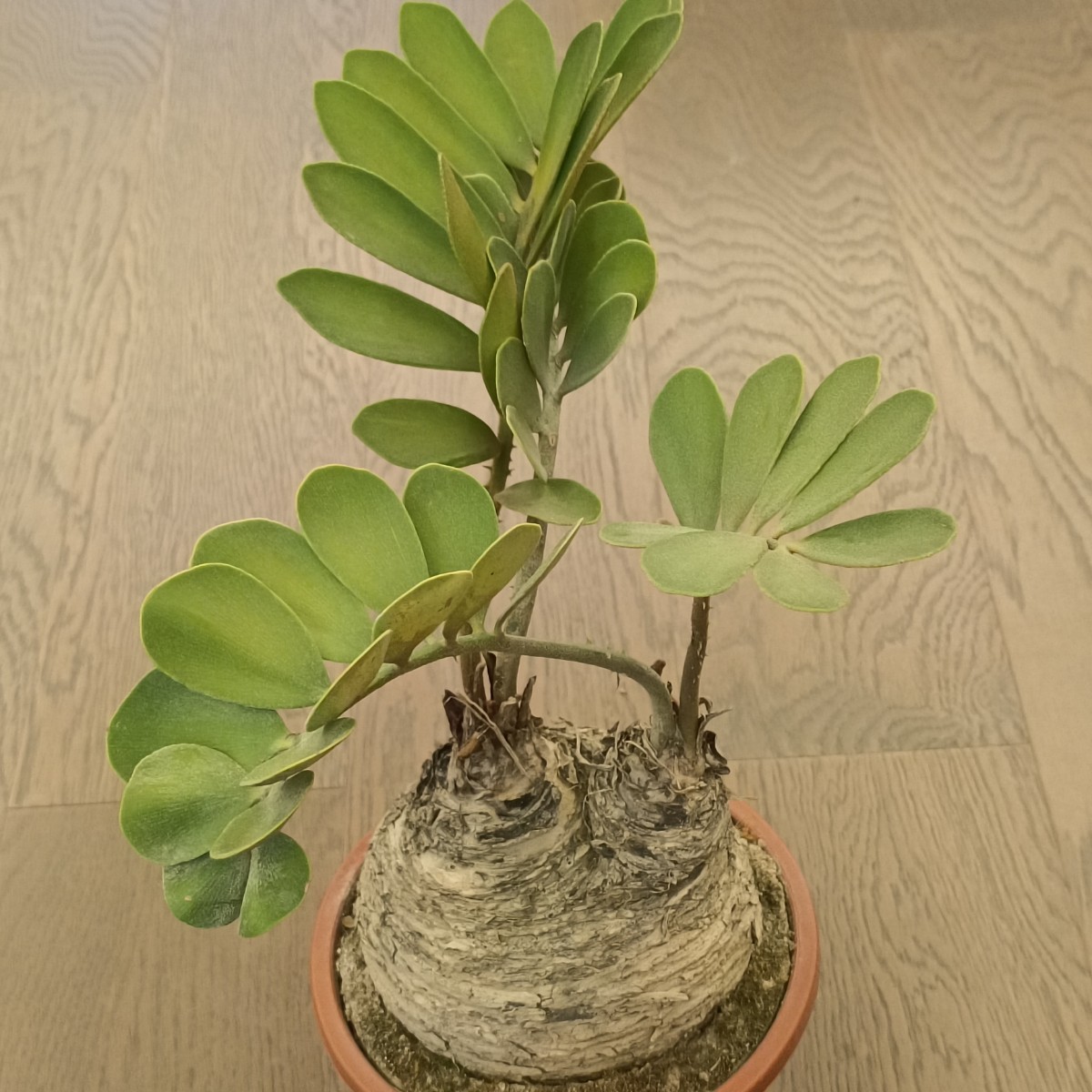 S591 塊根植物 観葉植物 ザミア（メキシコソテツ）蘇鉄 巨大 大きい 綺麗株_画像3