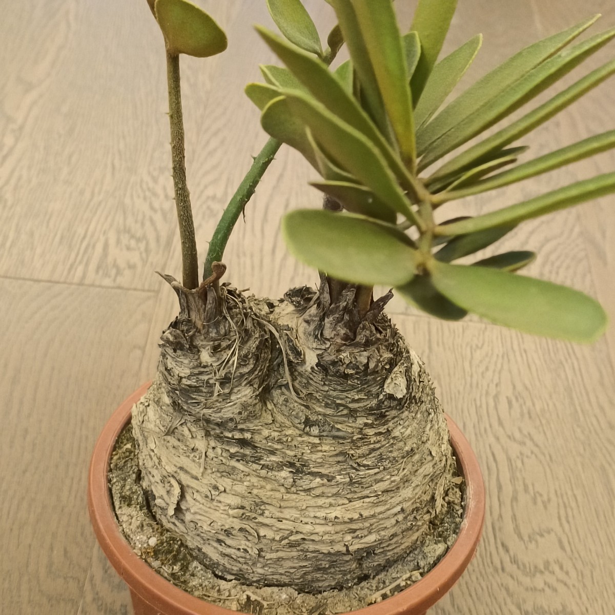 S591 塊根植物 観葉植物 ザミア（メキシコソテツ）蘇鉄 巨大 大きい 綺麗株_画像1