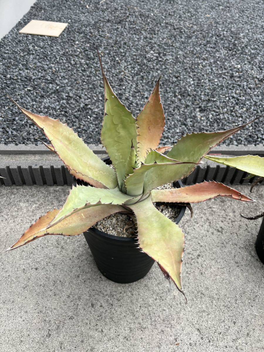  agave goods kind unknown 40cm
