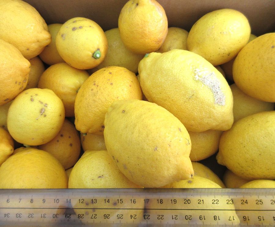 湯河原 国産レモン 約4.5kg 防腐剤不使用 ご家庭用訳あり ノーワックス 農家直送 指定地域送料無料 れもん 檸檬4_画像3