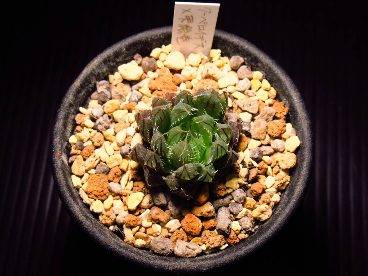 ハオルチア クーペロイデス×雫絵巻　Haworthia★サボテン/多肉_画像3