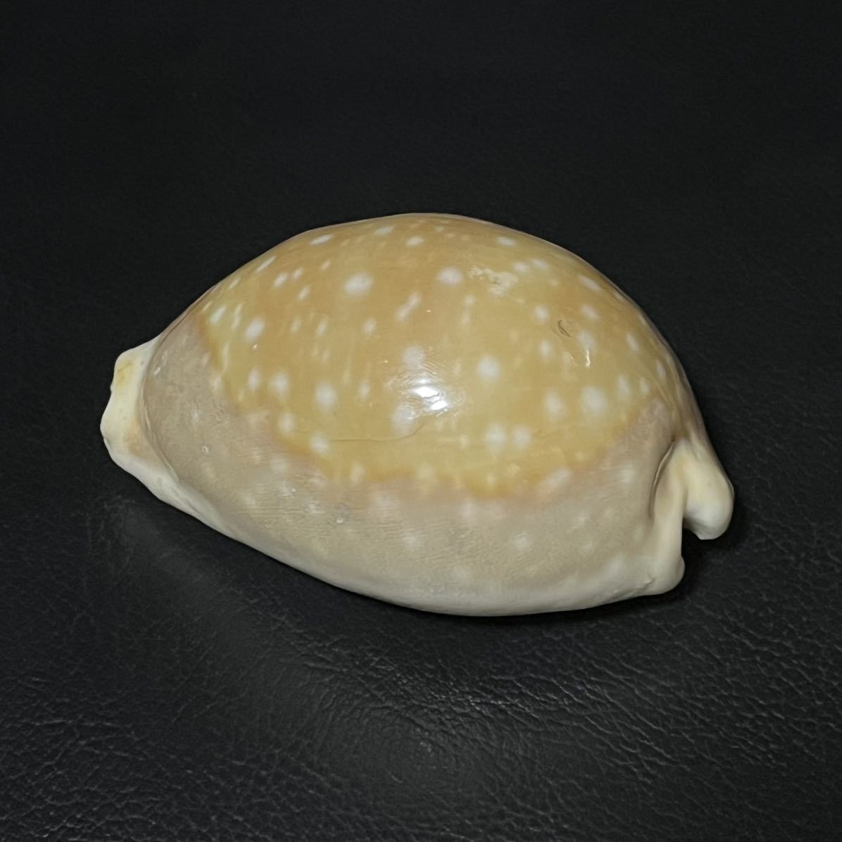 貝殻　標本　ホシキヌタ　超特大　83.2mm _画像2