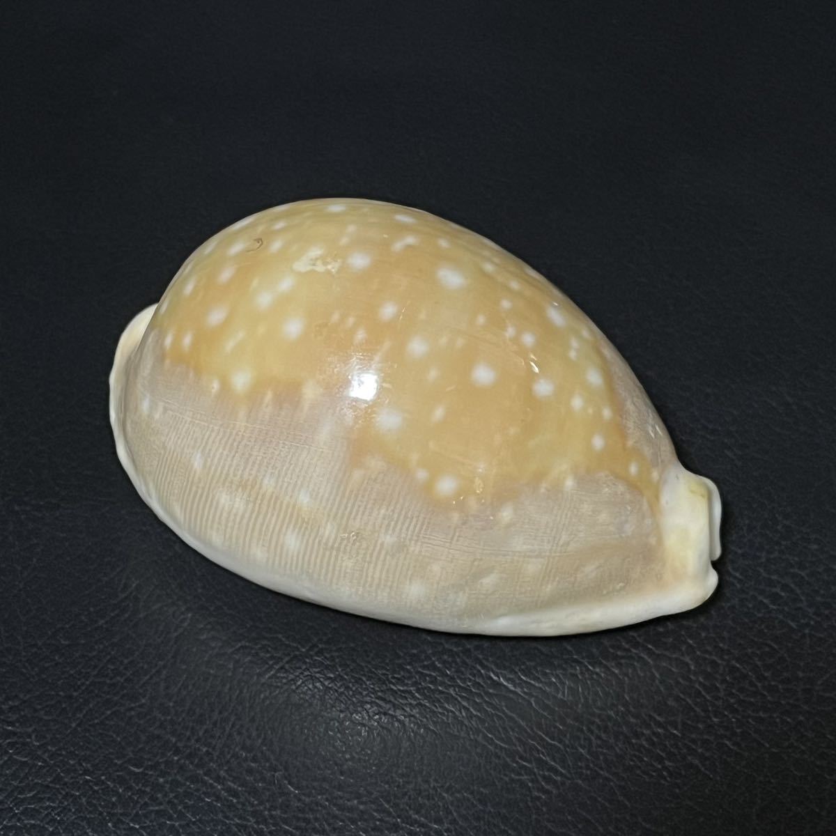貝殻　標本　ホシキヌタ　超特大　83.2mm _画像4