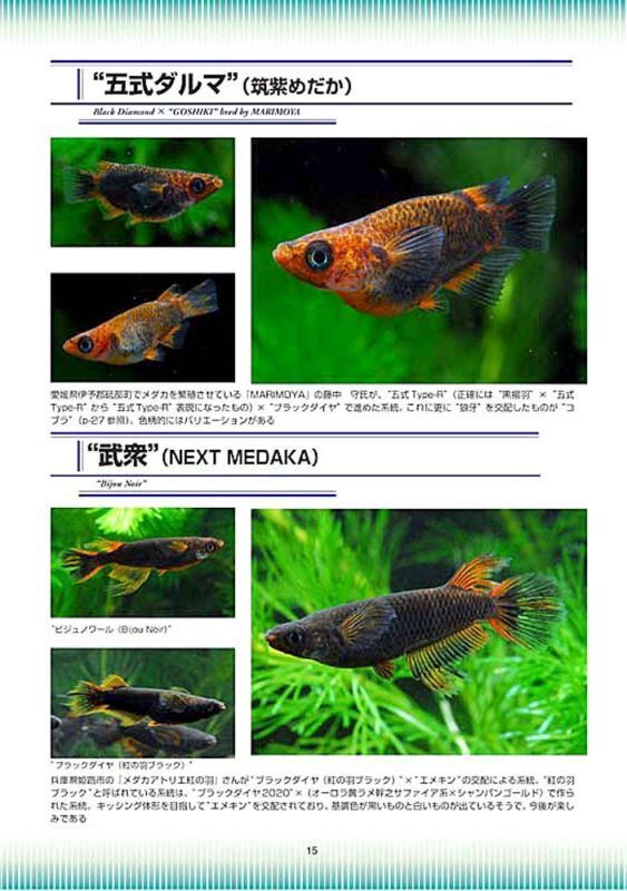 五式、紅薊、乙姫　ブラックリムを持つメダカ Medaka Pro File 別冊Vol.3 (2024年1月発売)_画像3