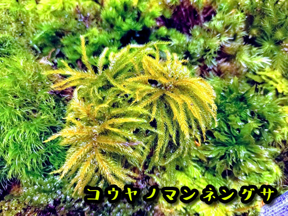 苔テラリウム初めての方へ　最適の苔１５種セット【飛騨苔の家】_画像2