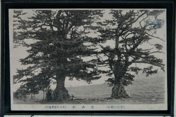 14767 戦前 絵葉書 島根 石見 定め松 井上写真館発行 大きな二本の松の木_画像1