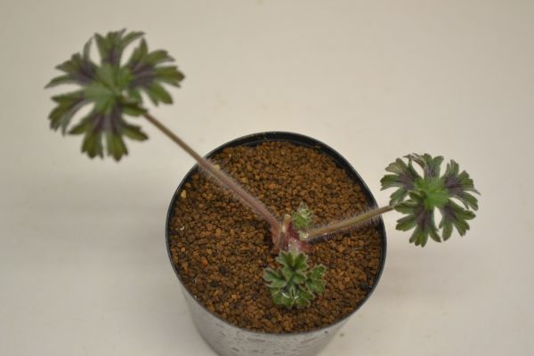 ペラルゴニウム　アルケミロイデス　PELARGONIUM alchemilloides_画像1