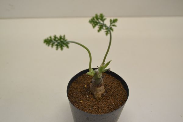 ペラルゴニウム　クリズミフォリウム　PELARGONIUM crithmifolium_画像3