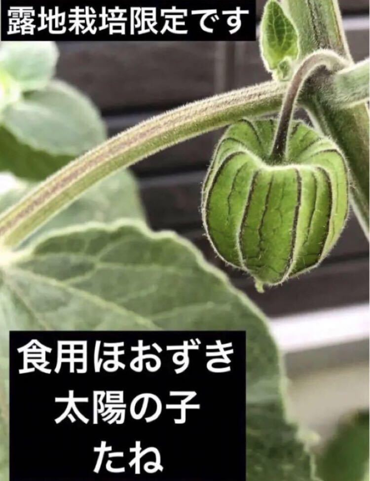 食用ほおずき　太陽の子　たね10粒_画像1